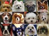 Which dog breed are you?