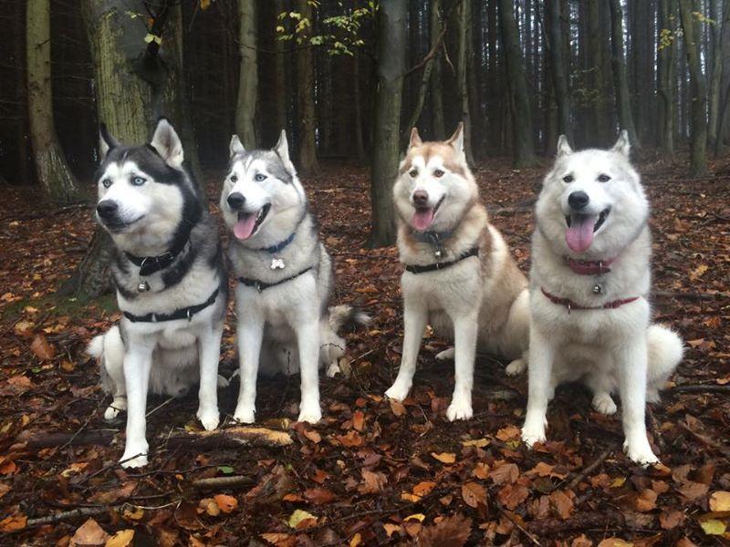 Siberian Husky Quiz