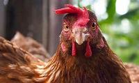 Chicken Intelligence quiz