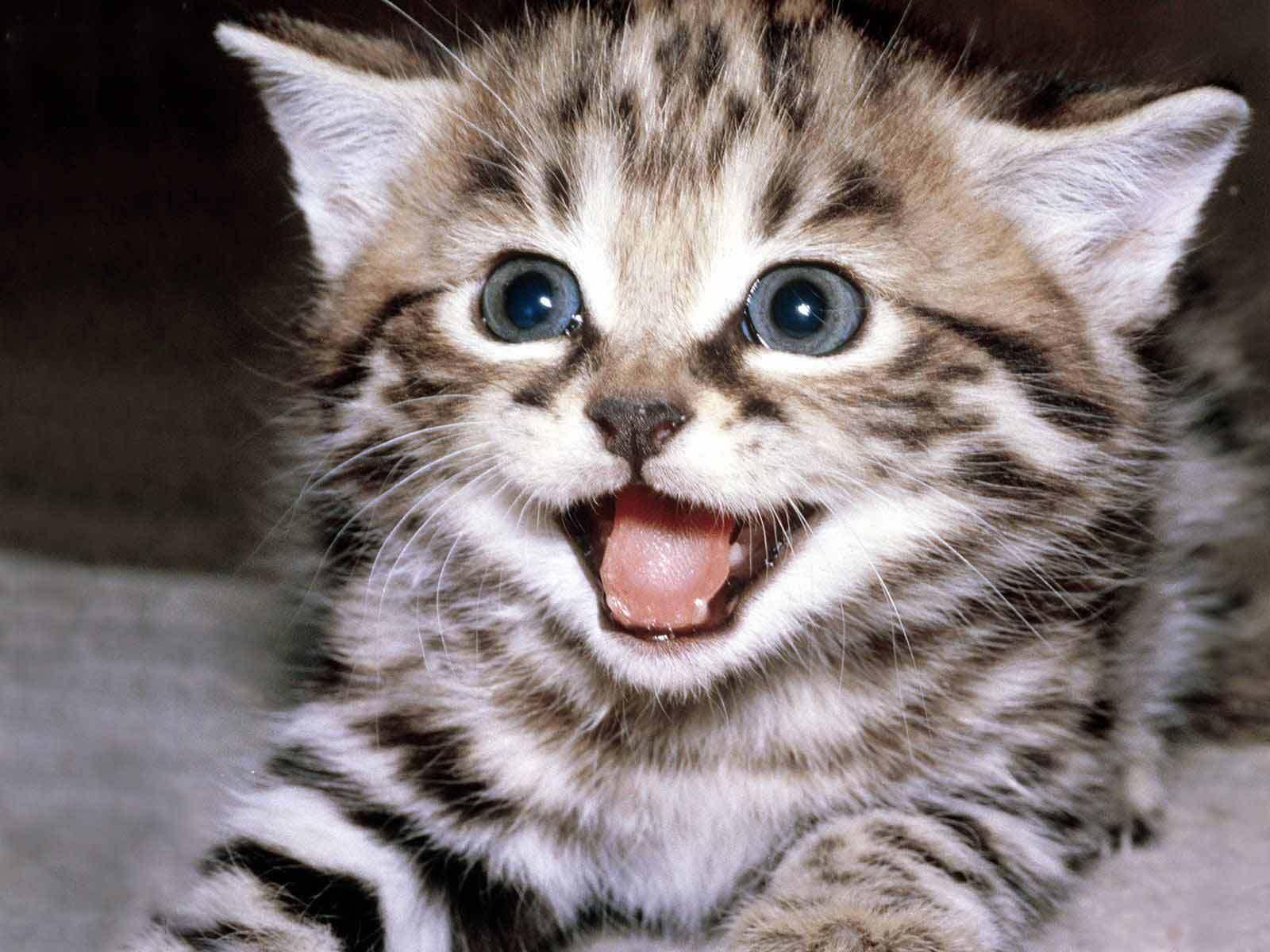 What spirit animal are you? What spirit animal are you?