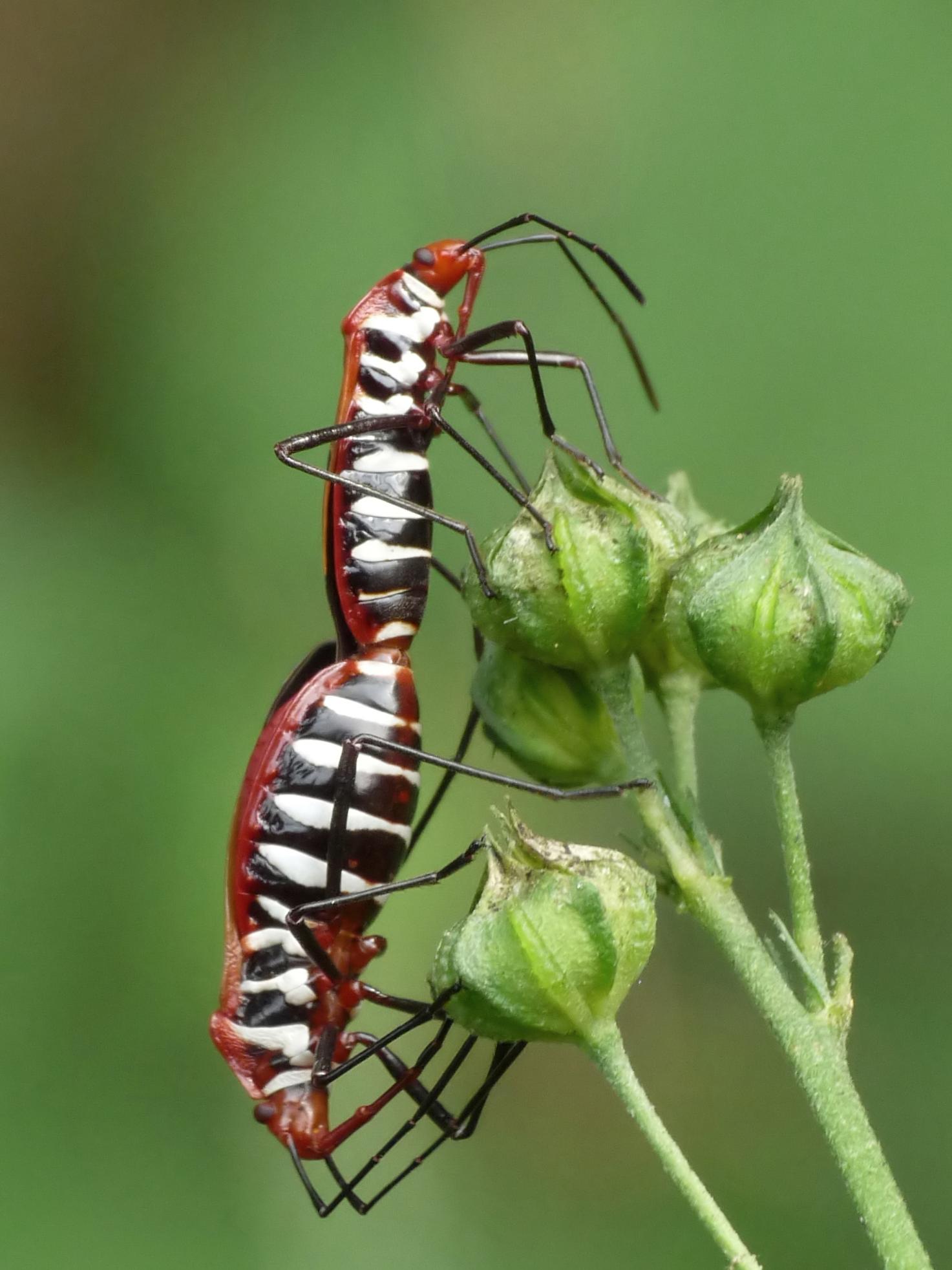 Insect Personalities