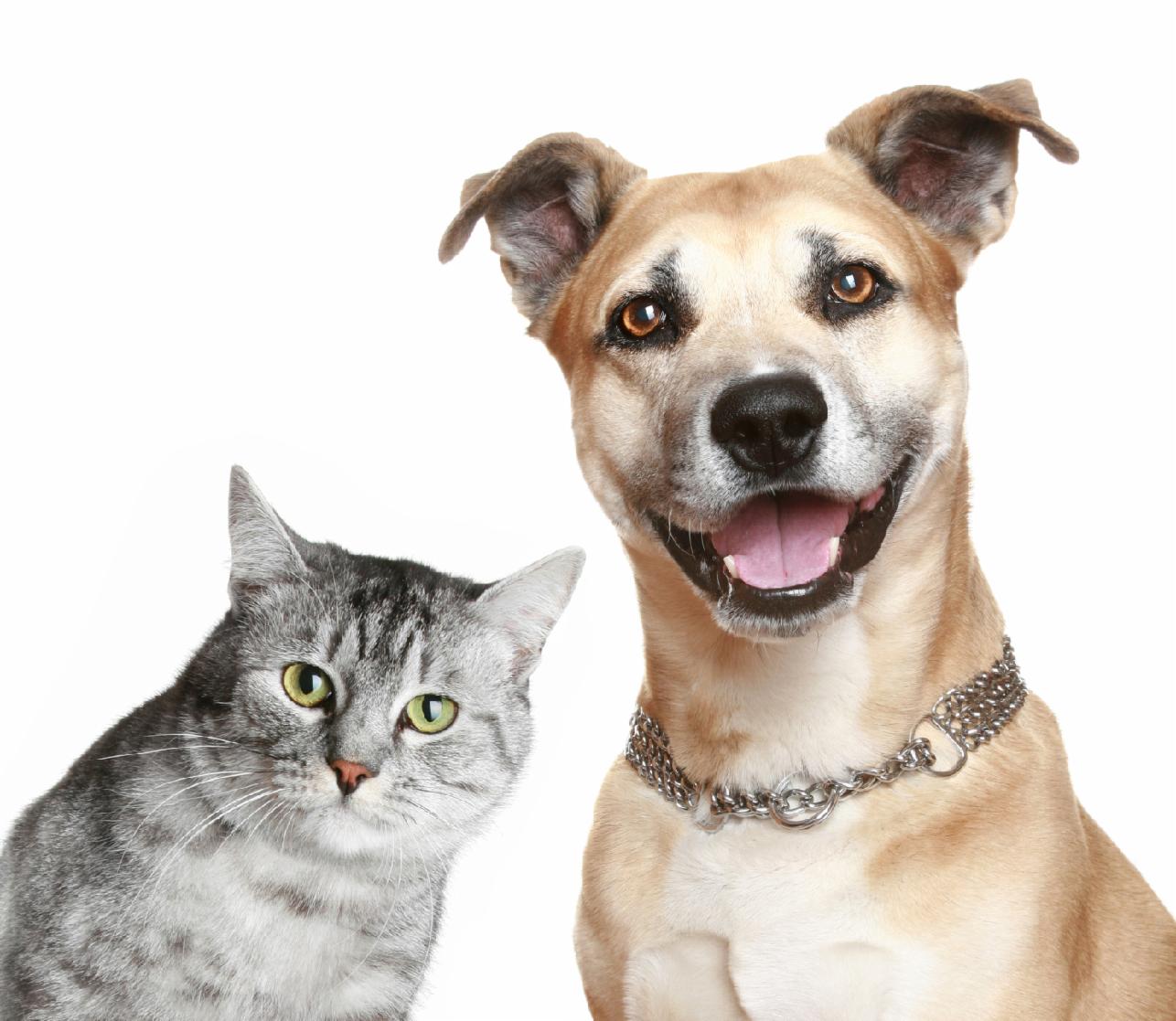 Are you a dog or a cat ? Are you a dog or a cat ?