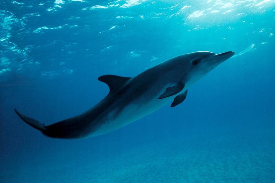How Much Do You Know About Whales and Dolphins?