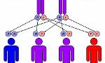 Test Your Knowledge on Heredity!