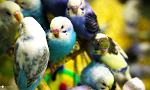 Which of My Budgies (Parakeets) Are You?