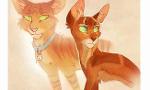 Are you a true warrior cats fan? (1)