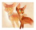 Are you a true warrior cats fan? (1)