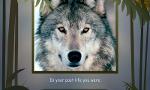 What Wolf Are You? (4)