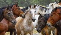 Horse Breeds and Colors