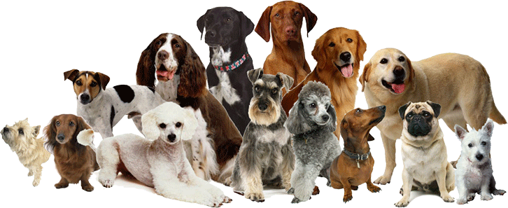 how much do you know about dogs? (1) how much do you know about dogs? (1)