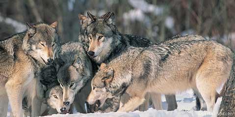 Wolf Ranking Wolf Ranking