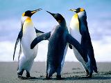 How Much Do You Know About Penguins?