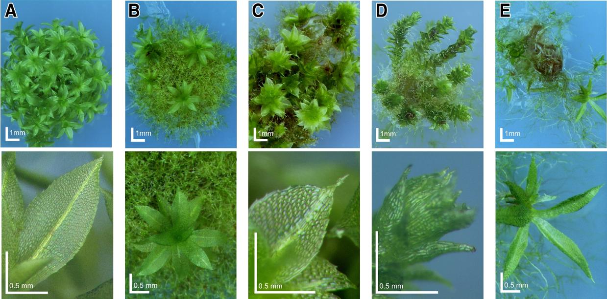 Plants Biology Quiz