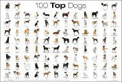 what dog breed are you? (4)