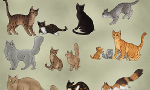 How Much Do You Really Know About Warrior Cats? (2)