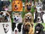 what dog breed are you? (7)