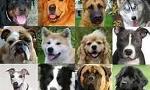 what dog breed are you? (7)