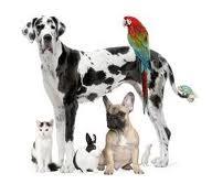 Which animal's personality are you? Which animal's personality are you?
