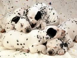 know these breeds? know these breeds?