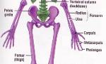 Quiz Section 3 - Skeletal System