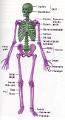 Quiz Section 3 - Skeletal System