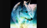 What rank in a wolf pack are u?