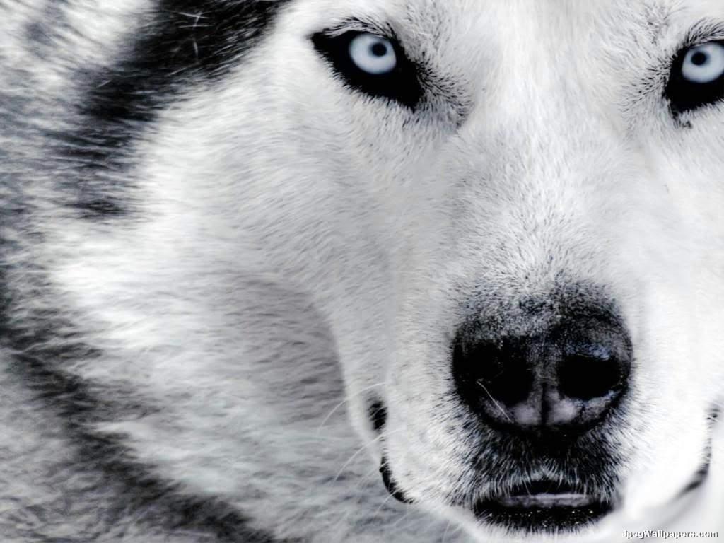 what dog are you?? hmm what dog are you?? hmm
