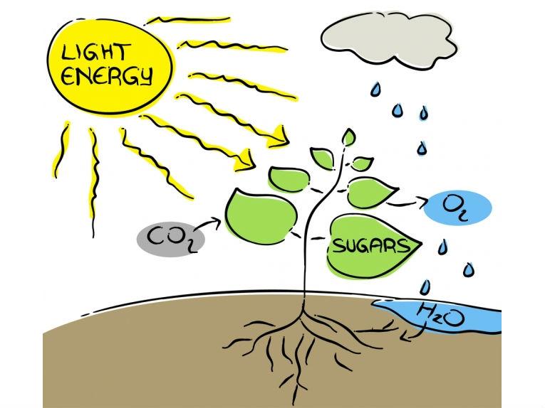 Unit 7 Photosynthesis Review Sheet Quiz