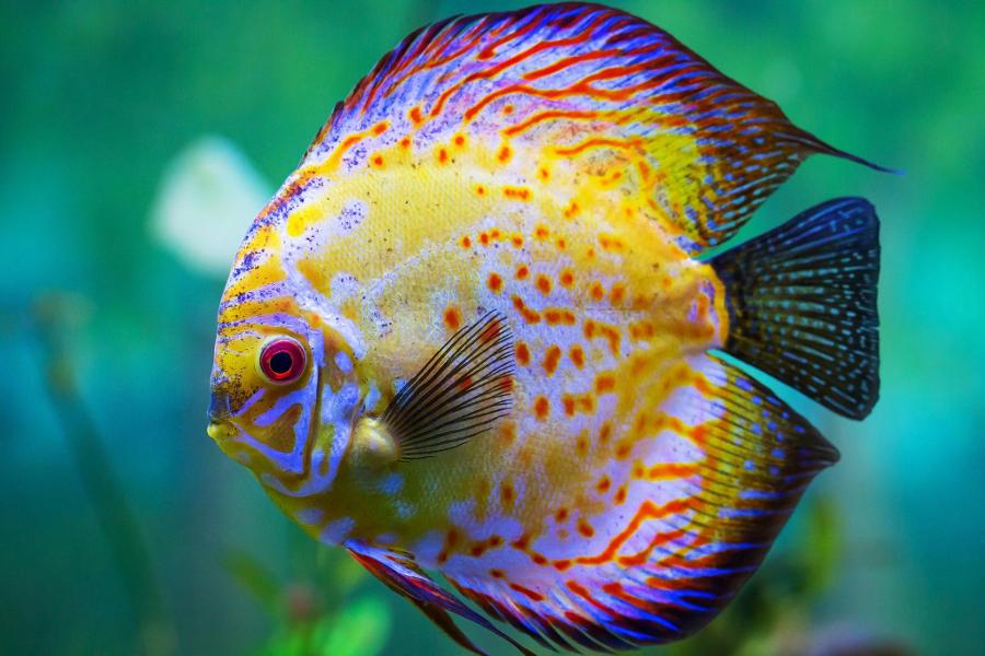Are you a saltwater fish or a fresh water fish?
