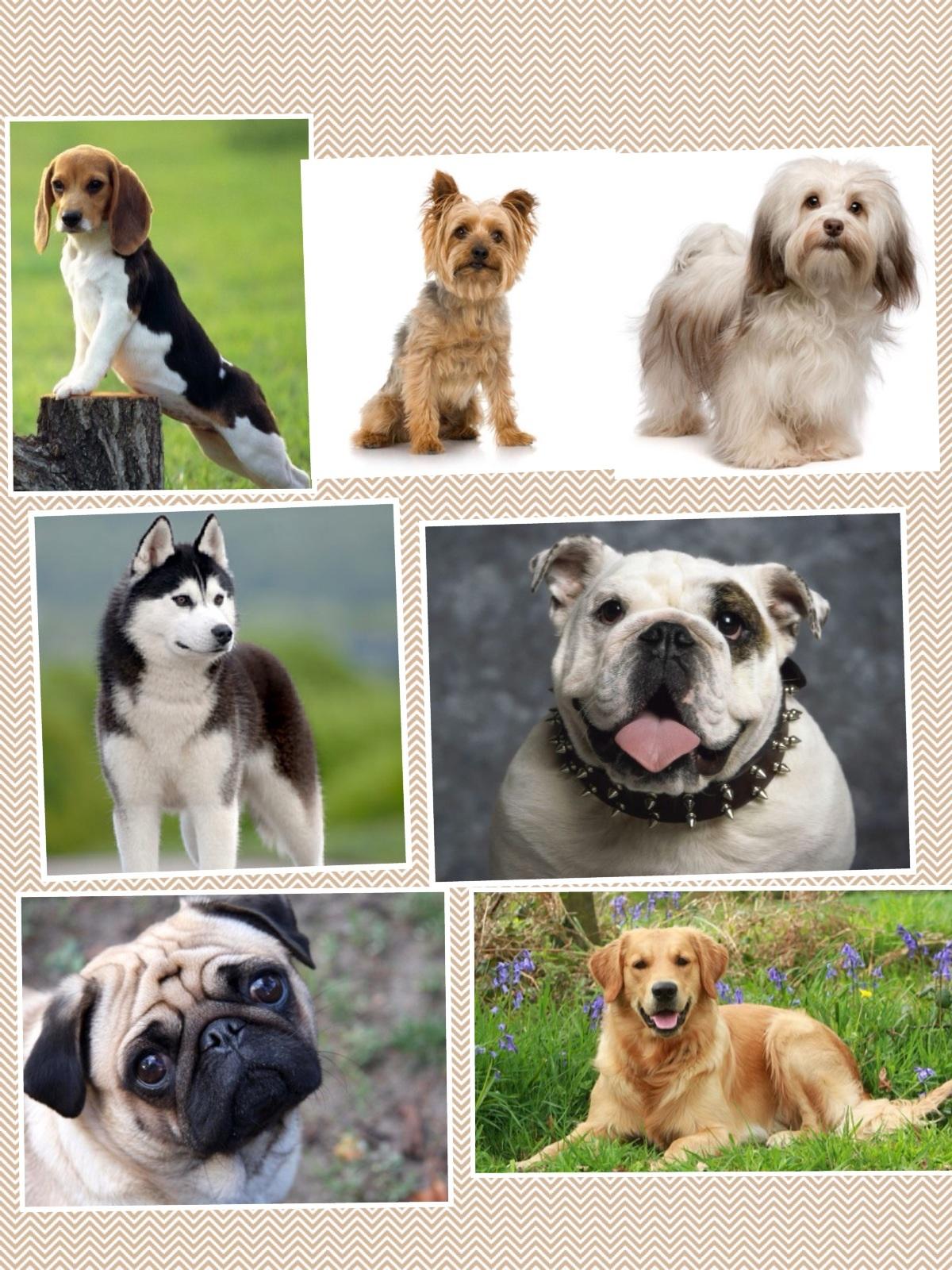 What dog is best for you? Personality Quiz