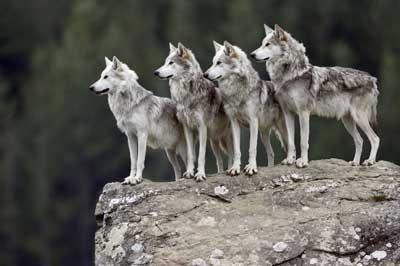 What rank are you in a wolf pack