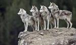 What rank are you in a wolf pack