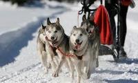 How much do you know about dog sledding ???