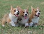Can I make you aw over these cute dogs?