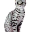 what kind of cat would you be? what kind of cat would you be?