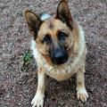 Could you look after an Alsatian?