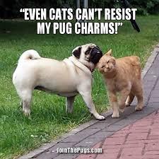 PUG PUG