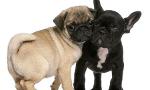Do You Know All These Dog Breeds 3 ?