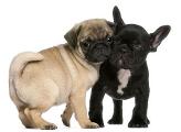 Do You Know All These Dog Breeds 3 ?