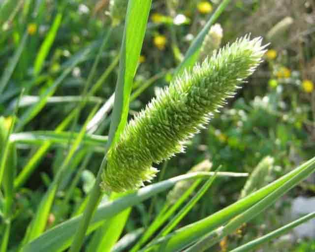 Daily Quiz No-1 (by agri discuss) Daily Quiz No-1 (by agri discuss)