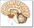 Reticular formation and the Hypothalamus