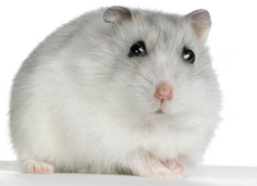 what one of my hamsters are you? what one of my hamsters are you?