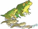 Hop To It: Amphibians Quiz
