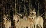 Are you fit to be in my wolf pack?