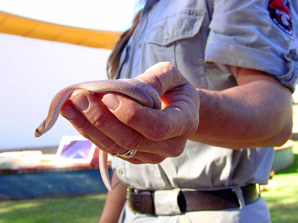 Which Reptile Are You? Personality Quiz