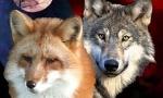 are you more fox or wolf? :)