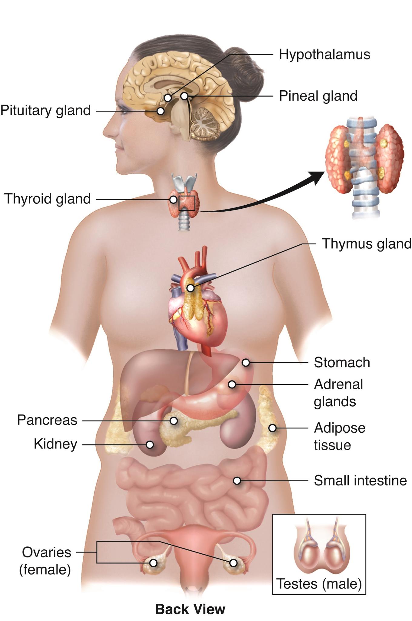 Physiology Quiz Physiology Quiz