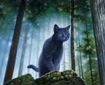 Could you survive being a warrior cat?