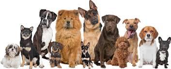 How much do you know about dogs? (2) How much do you know about dogs? (2)