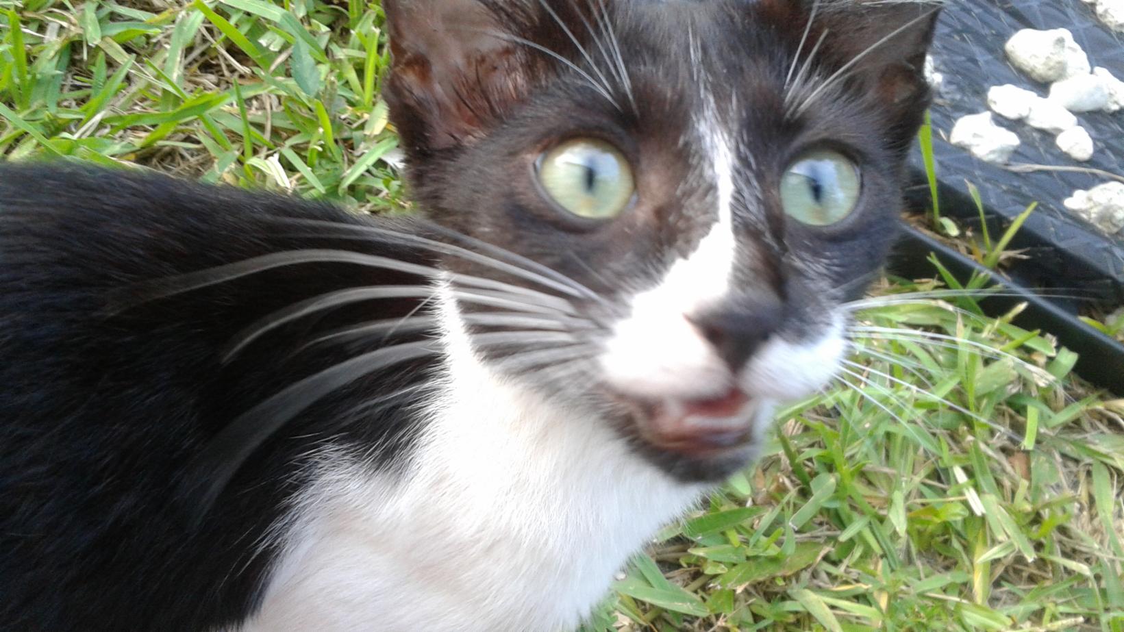 Take this quiz to find how much you know about cats Take this quiz to find how much you know about cats